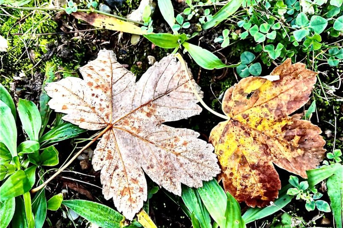 Titelbild für Beitrag: Herbst. Die Welt um uns sieht anders aus. Veränderungen.