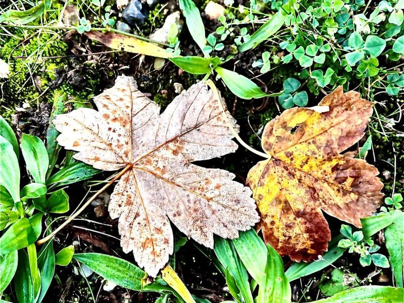 Titelbild für Beitrag: Herbst. Die Welt um uns sieht anders aus. Veränderungen.